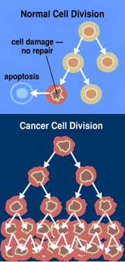 When normal cells are damaged beyond repair, they are eliminated by apoptosis.  Cancer cells avoid apoptosis and continue to multiply in an unregulated manner.