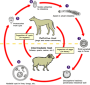 Echinococcus life cycle (click to enlarge)